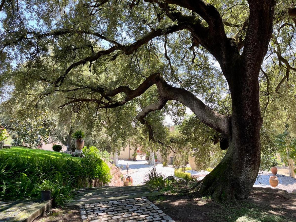 Masia Can Viver - Olive Oil Tourism B&B Bigues I Riells Esterno foto